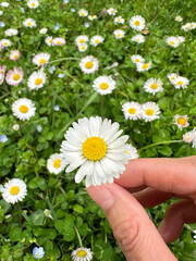 daisies in a hand, hand holding daisies on the garden 