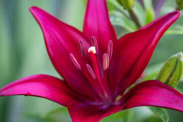 lilly closeup during full bloom in spring season