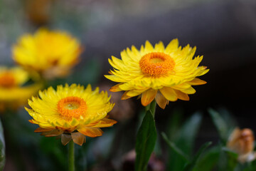 Xerochrysum closeup