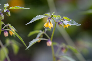 Obraz premium small closeup flower