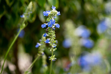 small closeup flower