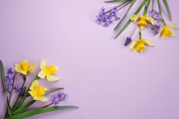 Narcissus, hyacinths, blossom and flowers muscari on a purple background with space for text. Top view. Flat lay. 