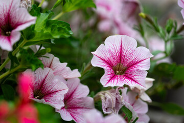 petunia closeup full bloom summer season