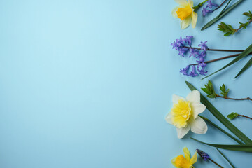Creative composition with daffodil,  and hyacinths spring flowers on blue background. Floral banner. Easter flowers concept. Flat lay, top view. Space for text.