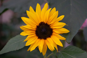 Bright yellow sunflower closeup in full bloom