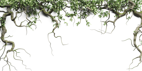 Jungle vines flowing on transparent background