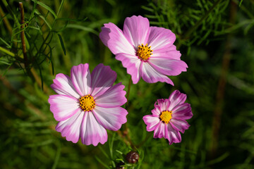 Obraz premium closeup of light pink cosmea, blooming during summer season