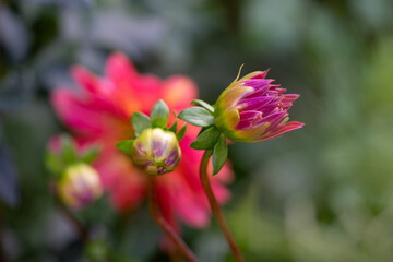 Colorful dahlia closeup flower during the blooming season in October.