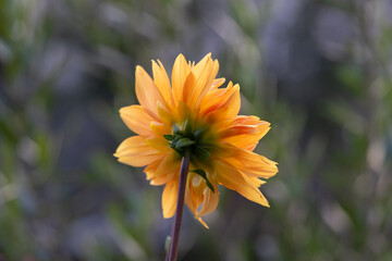 Colorful dahlia closeup flower during the blooming season in October.