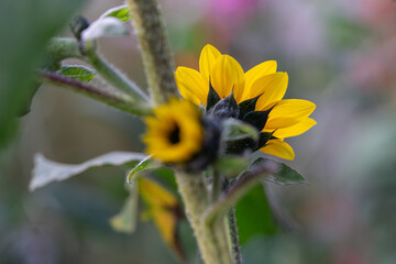 Bright yellow sunflower closeup in full bloom