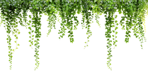 Tropical creeper border hanging, isolated on transparent background