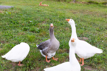 geese on the grass