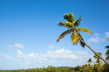 beach with coconut trees