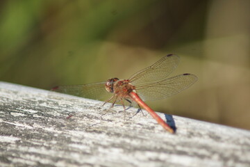 Dragonfly enjoying the sunshine