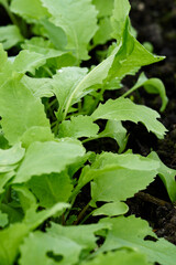 Radishes are grown at spring