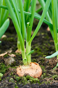 Spring onion growing in soil. High quality photo