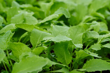 Radishes are grown at spring