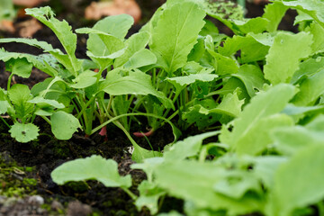 Radishes are grown at spring