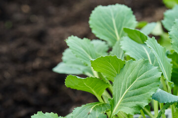 Cabbage baby growing young leaves. High quality photo