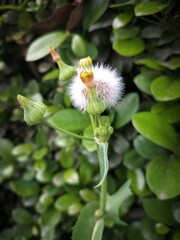 white flower in the garden