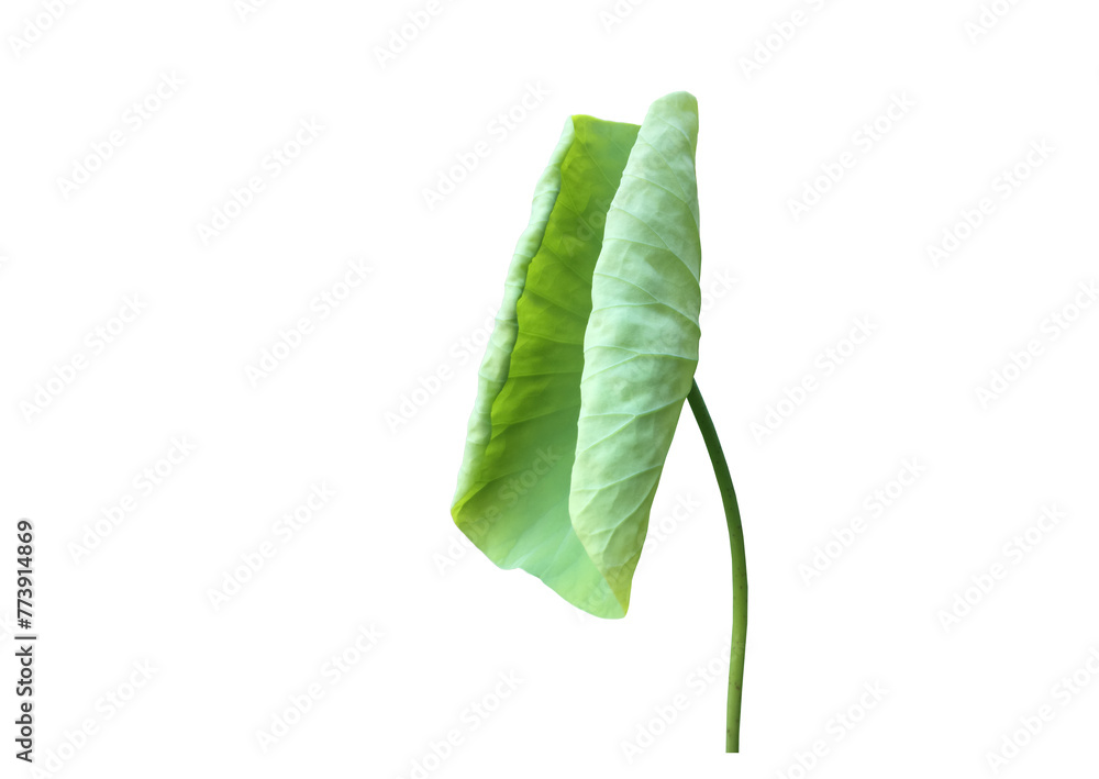 Wall mural isolated waterlily or lotus leaf with clipping paths.