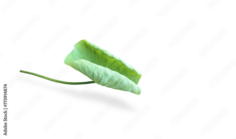 Canvas Prints isolated waterlily or lotus leaf with clipping paths.