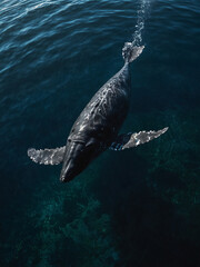 Fototapeta premium Aerial Majesty, Capturing the Magnificence of a Graceful Whale