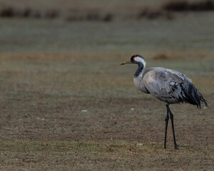 Fotografía de grullas en invierno en la Laguna de Gallocanta