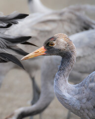 Fotografía de grullas en invierno en la Laguna de Gallocanta