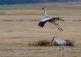 Fotografía de grullas en invierno en la Laguna de Gallocanta