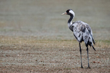 Fotografía de grullas en invierno en la Laguna de Gallocanta