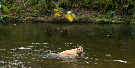 Perro bañándose en el río - obrazy, fototapety, plakaty