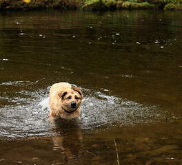 Perro bañándose en el río - obrazy, fototapety, plakaty