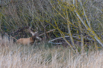 Don´t give me that look - Fotografía de ciervo rojo en el Humedal de Salburua