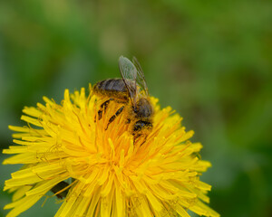Polen - fotografía macro de abejas llevando el polen de una flor a otra