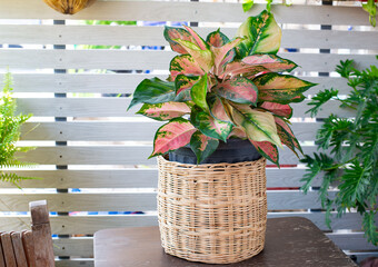 Aglaonema lady valentin plant in clay pot on white pattern wall background, wooden table. Small...