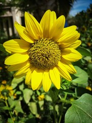sunflower in the garden