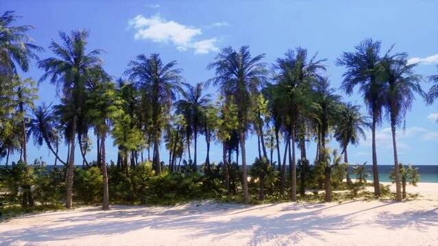 A beach with palm trees and the ocean in the background