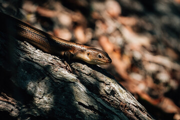 Australien Wild Life Gecko