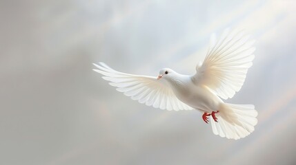 A white dove flies through the sky