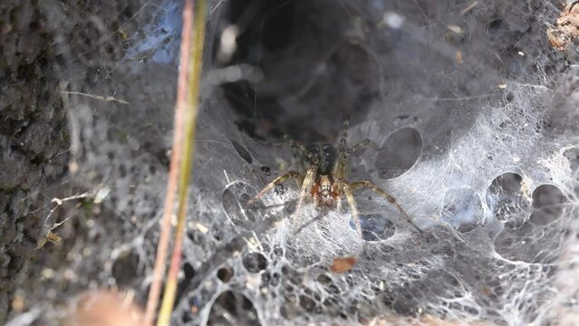 Filmmaterial einer Winkelspinne Webspinne Spinne in ihrem Netz an einer Hauswand, Deutschland