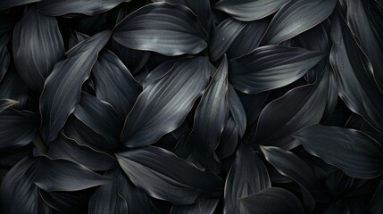 Cluster of Black Leaves