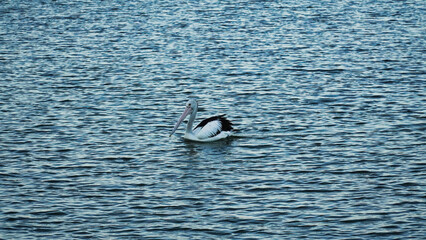 pelican swims. The Entrance NSW Australia