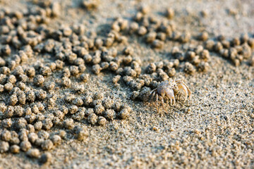 A closeup Ghost crab on the beach is making many balls of sand on the beach. In fact, it was eating the nutrients in the sand by the sea.