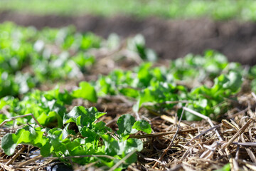 Selective focus Many light green lettuces are growing quickly in the fields because of organic farming by farmers.