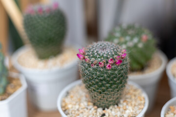 selective focus Cactus in a Cute Plant Shop Many types of miniature batons are cute and beautiful.