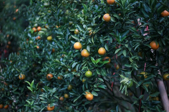 selective focus oranges in an orange grove that is dense with green orange trees with many In a farmer's orchard in Thailand