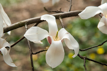 white magnolia flowers
