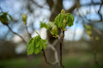 leaves on a tree