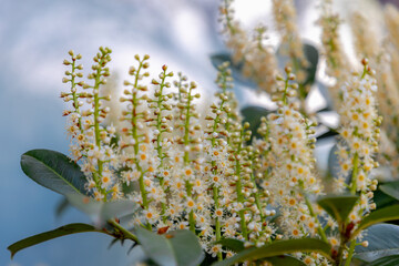 Selective focus of white fluffy flowers in the garden, Cherry laurel (Laurierkers) green leaves, Foliage and flowers of Prunus laurocerasus in spring, Ornamental plant, Natural floral background.